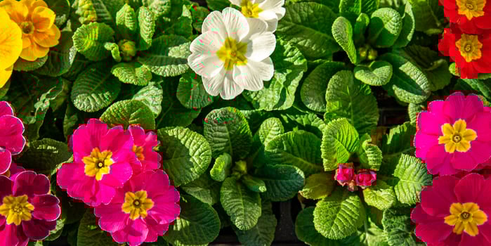 primrose flowers in flower pot outdoor blooming garden street flower vegetation photo