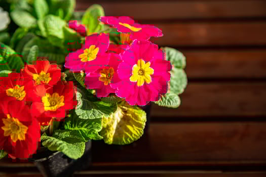 primrose flowers in flower pot outdoor blooming garden street flower vegetation photo