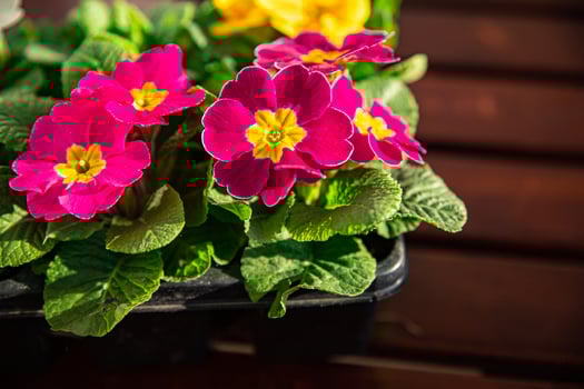 primrose flowers in flower pot outdoor blooming garden street flower vegetation photo