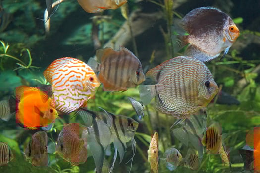 Many Discus Fish Swimming, Plants photo