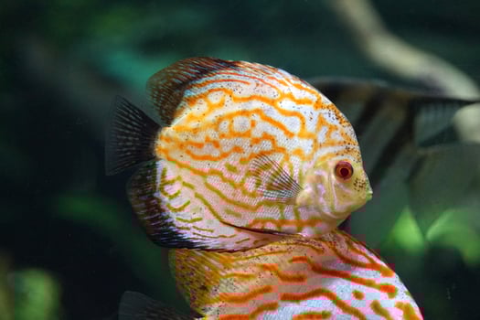 Orange and White Discus Fish - Side View photo