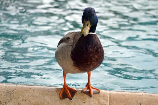 Male Mallard Duck Standing on Pond Edge photo