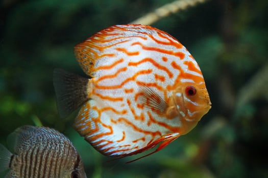 Orange and White Discus Fish - Side View photo