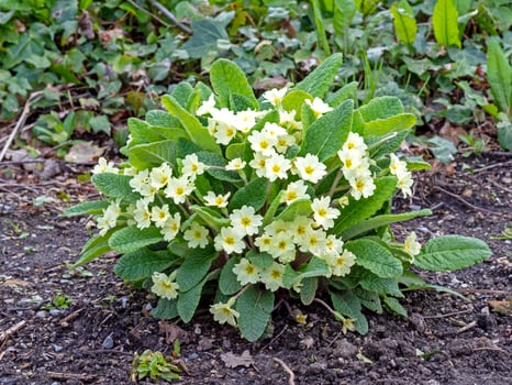 Common primrose plant Primula acaulis with yellow flowers photo