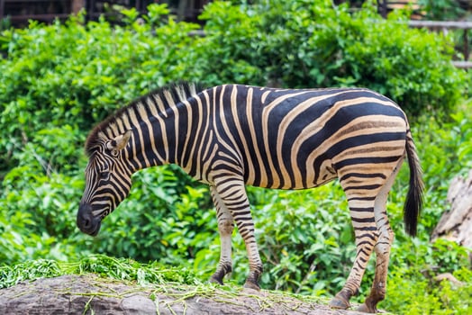 Zebra between eating photo