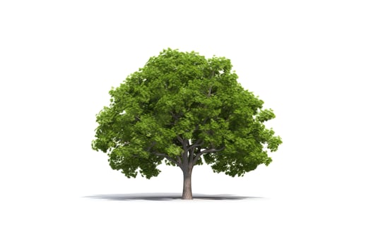 Green tree isolated on white background. photo