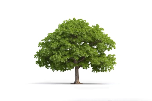 Green tree isolated on white background. photo