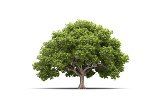 Green tree isolated on white background. photo