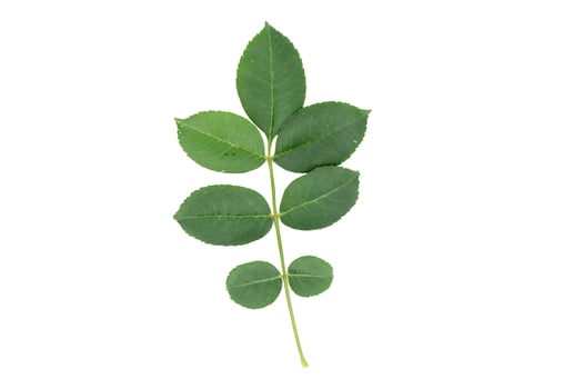 Green leaves on white background photo