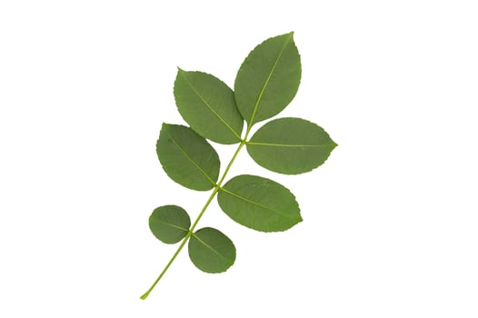 Tree leaves on white background photo