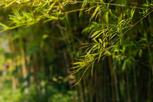 bamboo tree background photo