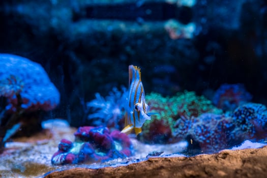 Fish in the ocean. A flock of fish in the sea, aquarium. Aquarium colorful fish in dark blue water. Photo of tropical fish on a coral reef.