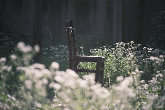 Wooden chair next to daisies in the garden photo