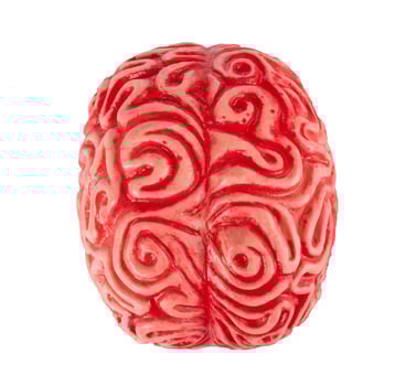 Human rubber brain photo