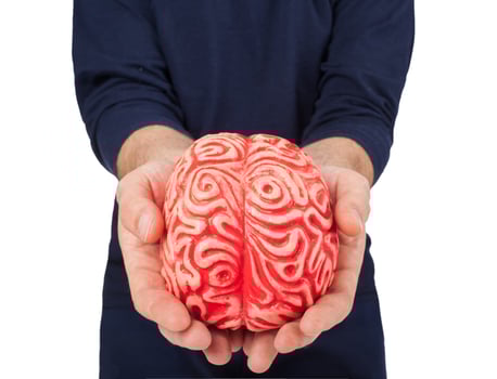 Human rubber brain between the hands photo