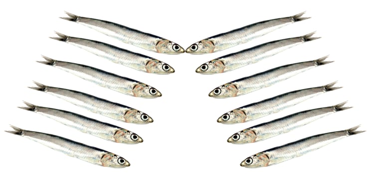 Fresh raw sardines photo
