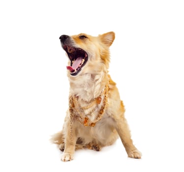 A dog with its mouth open and its teeth showing photo