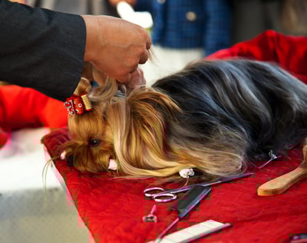 Grooming yorkshire terrier photo