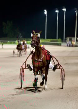 A horse pulling a cart on a track photo