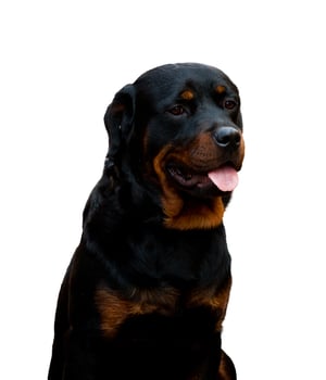 Portrait Rottweiler on white background photo