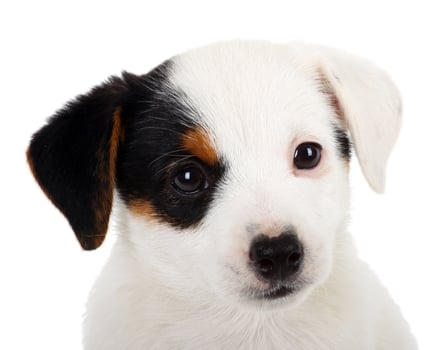 Portrait of Jack Russell puppy photo