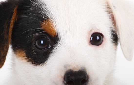 Portrait of Jack Russell puppy photo