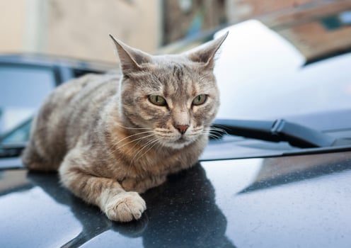 Pretty gray cat resting on car hood photo