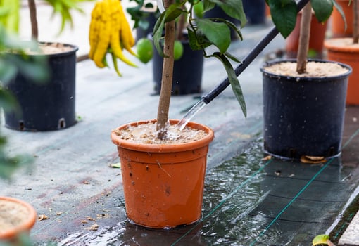 Watering lemon plant in pot. photo