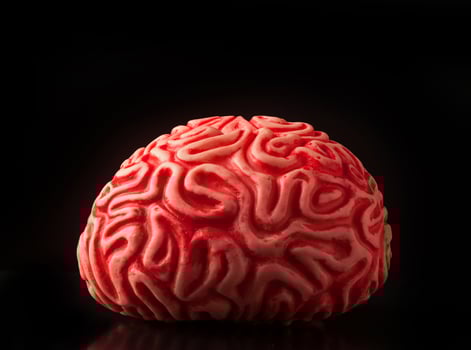 Human rubber brain photo