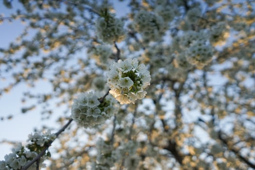 Blossoming cherry tree. White blooming flowers on the big cherry tree. Beautiful white flowers. photo