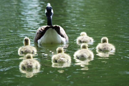 Cute Water Birds Geese and Chicks at Lake of Bedford City of England photo