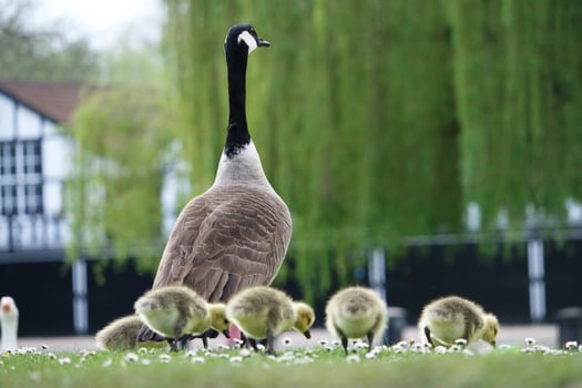 Cute Water Birds Geese and Chicks at Lake of Bedford City of England photo