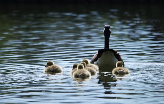 Cute Water Birds Geese and Chicks at Lake of Bedford City of England photo