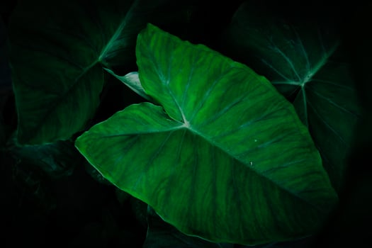 Taro leaf background. photo