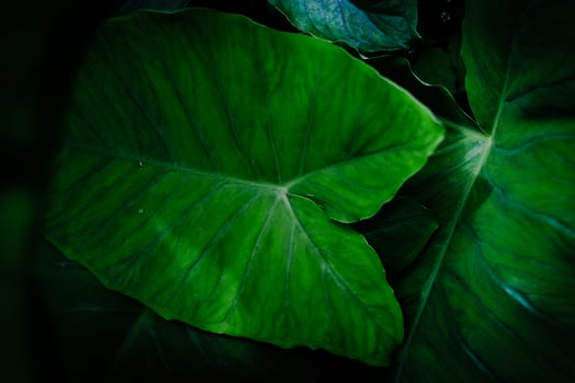 Taro leaf background. photo