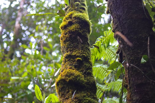 Moss on tree trunk photo