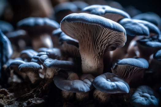 Close up of blue oyster mushrooms grown in a fungi farm. photo