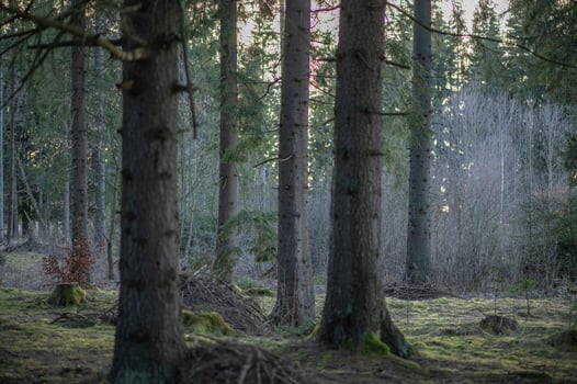 landcape photography from dark forest, Liptov, Slovakia, 14.04.2023 photo