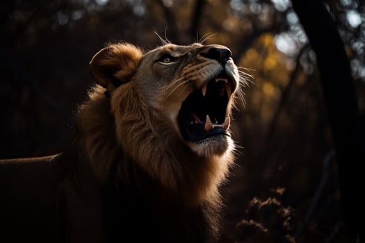 Portrait lion on the forest photo
