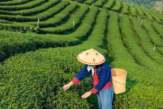 Senior asian woman in traditional cloth picking fresh tea leave in the morning in her hill side tea farming and plantation business. photo