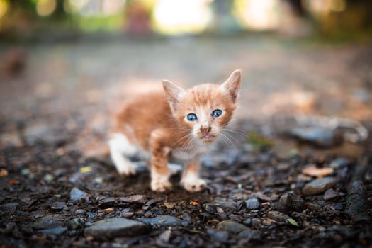 Photo of a street domestic kitten with a blurred background