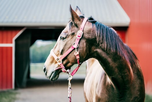 The brown horse is ready to play photo