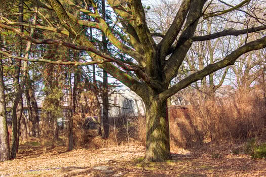 Old oak against the background of the spring sky in the botanical garden in the Dnieper, Ukraine. photo
