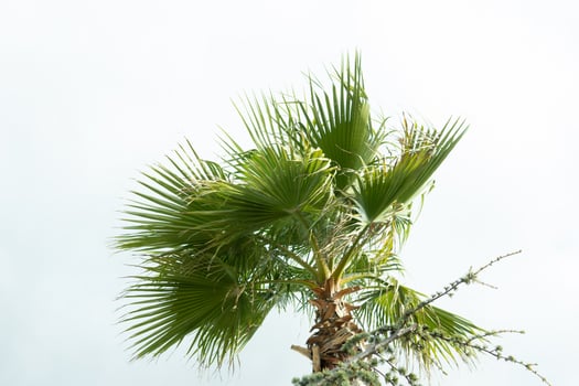 Tall palm trees growing on an exotic tropical island on background of bright blue sky. photo