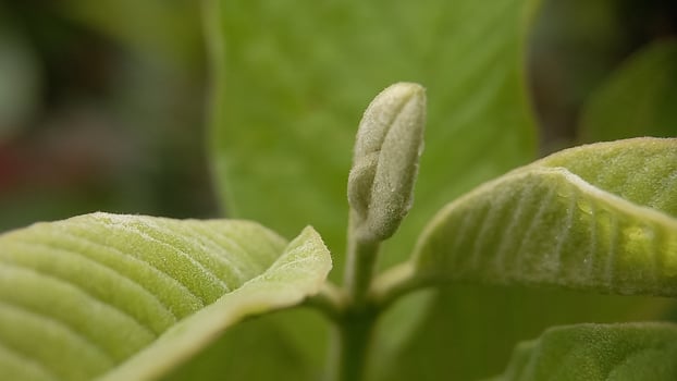 a close up of a green plant with a bud photo