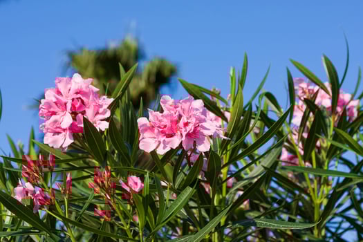 pink oleander flowers in the garden on blue sky background photo