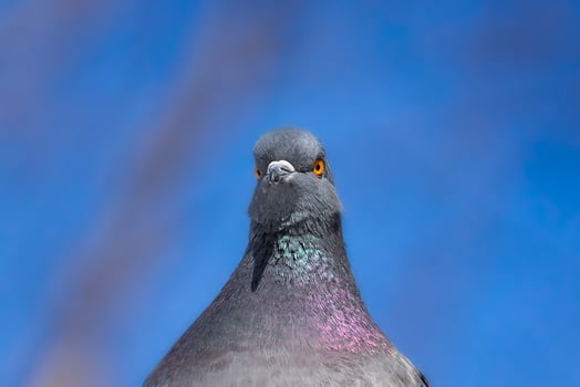 A beautiful pigeon sits on the snow in a city park in winter.. photo