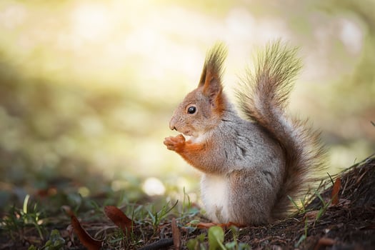 Red Squirrel climbing up in a tree. photo