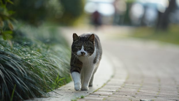One adorable wild cat sitting in the garden for resting photo