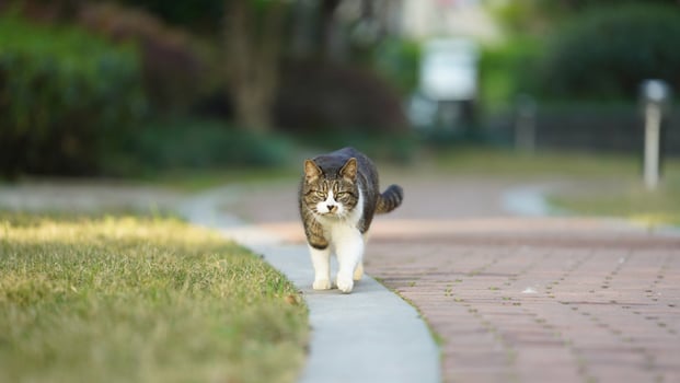 One adorable wild cat sitting in the garden for resting photo
